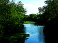 Looking Down the Olentangy River