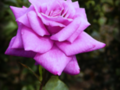 Lavander Rose