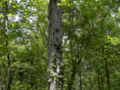 Shagbark Hickory Tree