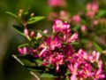 small pink flowering bush