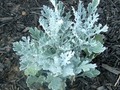 Dusty Miller Plant