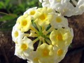 White and Yellow Lantana Butterfly blooms