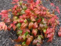 Dwarf Nandina