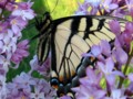 Butterfly Visit on Lilac