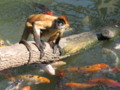 Monkey And Fish