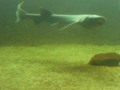 7 gill cow shark