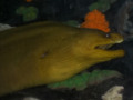 Giant Hawaiian Moray Eel