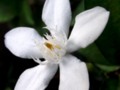 White angel flower (close up)