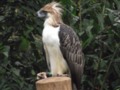 Philippine Monkey EAting eagle 3