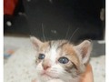 hermoso gatito en adopcion, comunicate para obtener información al número +57 3053770759
