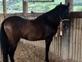 VENDO HERMOSO POTRO DE UNA GENETICA SENSACIONAL  . Y. 🚚FACILITAMOS TRANSPORTE 🚚 ✅EL PORTAL DE LOS MEJORES✅ . 📞 INFOWHATSAPP 3185400961📱 . #troteygalopecombiano #colombiano #horses #caballo #cavalo #pasofinocolombiano #virales #pasofinohorse #pasofino #trochapura #troteygalope #trachaygalope #fedequinas #colombia #competencia #horseshow #horsesofistagram #colombiaequina #caballo_criollo_colombiano #calicolombia #caballosantioquia #caballoscundinamarca #cabalgatascolombia #cabalga