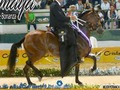 VENDO EXTRAORDINARIA YEGUA DE NOMBRE 🌟YEMAYA DE BONANZA🌟 (CHANGO DE MONTEBELLO (ZEUS DE ALEJANDRIA ❌ MENSAJE DE SAN ESTEBAN) ❌ AGATA (POMPEYO ❌ MONARCA) . . 🚚FACILITAMOS TRANSPORTE 🚚 ✅EL PORTAL DE LOS MEJORES✅ . 📞 INFOWHATSAPP 3185400961📱 . #troteygalopecombiano #colombiano #horses #caballo #cavalo #pasofinocolombiano #virales #pasofinohorse #pasofino #trochapura #troteygalope #trachaygalope #fedequinas #colombia #competencia #horseshow #horsesofistagram #colombiaequina #caballo_criollo_colombiano #calicolombia #caballosantioquia #caballoscundinamarca #cabalgatascolombia #cabalga
