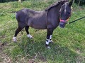 VENDO HERMOSO REPRODUCTOR  EL MAS MANSITO DE TODOS CON TODAS LAS GARANTIAS . . 🚚FACILITAMOS TRANSPORTE 🚚 ✅EL PORTAL DE LOS MEJORES✅ . 📞 INFOWHATSAPP 3185400961📱 . #troteygalopecombiano #colombiano #horses #caballo #cavalo #pasofinocolombiano #virales #pasofinohorse #pasofino #trochapura #troteygalope #trachaygalope #fedequinas #colombia #competencia #horseshow #horsesofistagram #colombiaequina #caballo_criollo_colombiano #calicolombia #caballosantioquia #caballoscundinamarca #cabalgatascolombia #cabalga