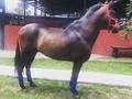 YARUMALITO (ELEGIDO ❌ RELICARIO FC) . TROCHADOR DISPONIBLE . . 🚚FACILITAMOS TRANSPORTE 🚚 ✅EL PORTAL DE LOS MEJORES✅ . 📞 INFOWHATSAPP 3185400961📱 . #troteygalopecombiano #colombiano #horses #caballo #cavalo #pasofinocolombiano #virales #pasofinohorse #pasofino #trochapura #troteygalope #trachaygalope #fedequinas #colombia #competencia #horseshow #horsesofistagram #colombiaequina #caballo_criollo_colombiano #calicolombia #caballosantioquia #caballoscundinamarca #cabalgatascolombia #cabalga