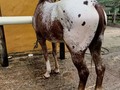 POTRO DE 4 AÑOS Y MEDIO APPALOSA EXCELENTE ALZADA . . 🚚FACILITAMOS TRANSPORTE 🚚 ✅EL PORTAL DE LOS MEJORES✅ . 📞 INFOWHATSAPP 3185400961📱 . #troteygalopecombiano #colombiano #horses #caballo #cavalo #pasofinocolombiano #virales #pasofinohorse #pasofino #trochapura #troteygalope #trachaygalope #fedequinas #colombia #competencia #horseshow #horsesofistagram #colombiaequina #caballo_criollo_colombiano #calicolombia #caballosantioquia #caballoscundinamarca #cabalgatascolombia #cabalga