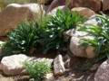 Photo: plants in a desert oasis, Jordan