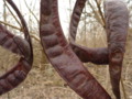 Honey Locust Seed Pod