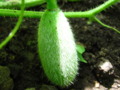 Cantaloupe Vine Peach