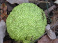 Osage Orange Seed Pod