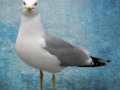 Superior Seagull