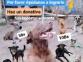 Vamos amigos!! Juntos podemos, dona lo que esté a tu alcance e INVITA más personas a colaborar 🙏 REGALANOS un post en tus REDES, para llegar a más personas . Necesitamos mudar a la manada y tenemos una oportunidad que no queremos perder 🙏🙏🙏 Aquí te dejo las formas de colaborar: . Pago móvil: Banesco RIF J -40238966-3 04265400225 Fundación Patitas Felices . Paypal fpatitasfelices@gmail.com . Zelle: datos al direct . Patreon: enlace en perfil  . Contamos con tu apoyo 🙏🙏🙏