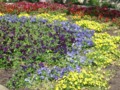 Red Blue Yellow Flowers - Fort Worth Botanical Gardens