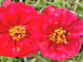 A pair of red Moss-rose Purslane flowers