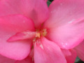 A pink Canna Lily