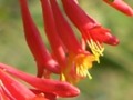 Day 7 - Red Honeysuckle