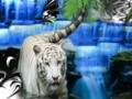 White Tiger Waterfall