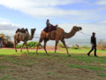 Riding on a camel...