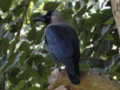 A Black crow sitting on a tree