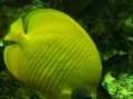 Gorgeous Yellow Red Stripe Exotic Fish