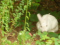 Rabbit in the Woods.