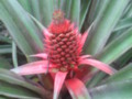 pine-apple