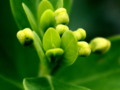 Deep green Leaf bud