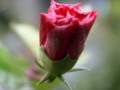 China-rose flower