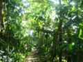 Cocoa Bean Plantation Cambodia