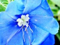 A Blue Daze flower