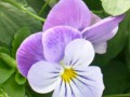 A #Trailing #Pansy