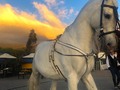 Éxodo 🐎 • • • • #photooftheday #Horses #Caballo #Español #instalike #Éxodo #Equino #photography #Horse #Caballos #photo #Bogota #Colombia #Sunshine #Sunset #instagood