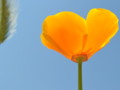 Reaching for the sky poppy for 365 days of Flowers