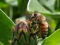 Bee Macro on a flower Bud for 365 Days of Flowers