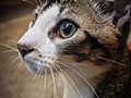 #gato #gatto #cat #fotografia #photooftheday #animals