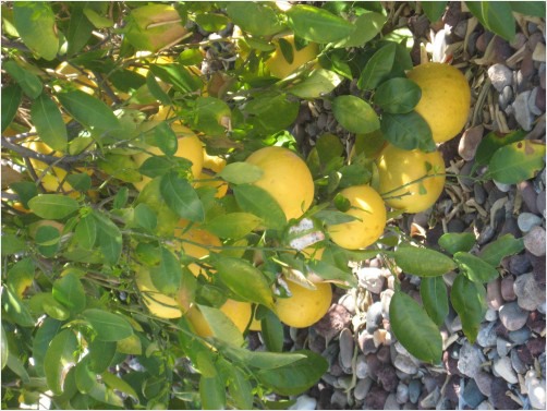 ruby red grapefruit tree for sale