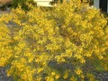 Yellow Cassia bush