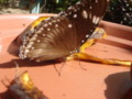 Lovely Butterfly dining on a mango
