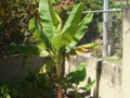 My backyard farm - Banana Tree