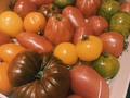 Gran variedad de Tomates. Maravillas que nos da la tierra.