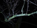 Tree branches at night